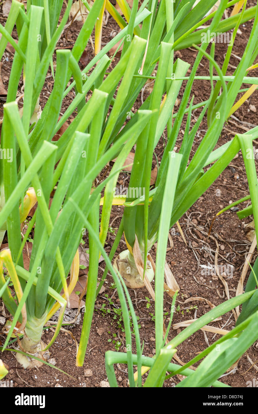 Bermuda onions hires stock photography and images Alamy