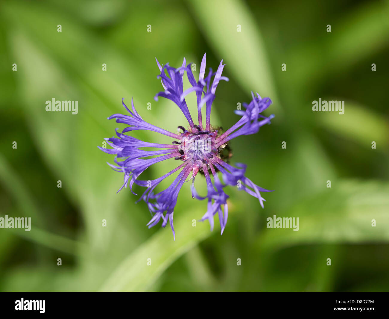 Close up of Cornflower head in early summer Stock Photo