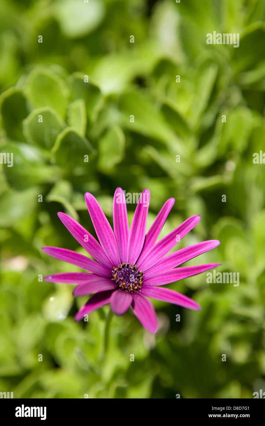 Purple flower with out of focus succulent in background Stock Photo