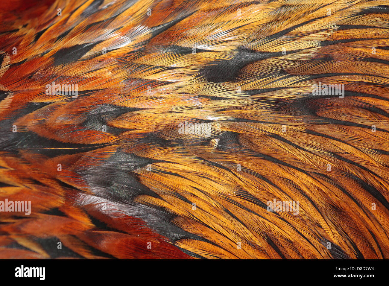 Cockbird hi-res stock photography and images - Alamy