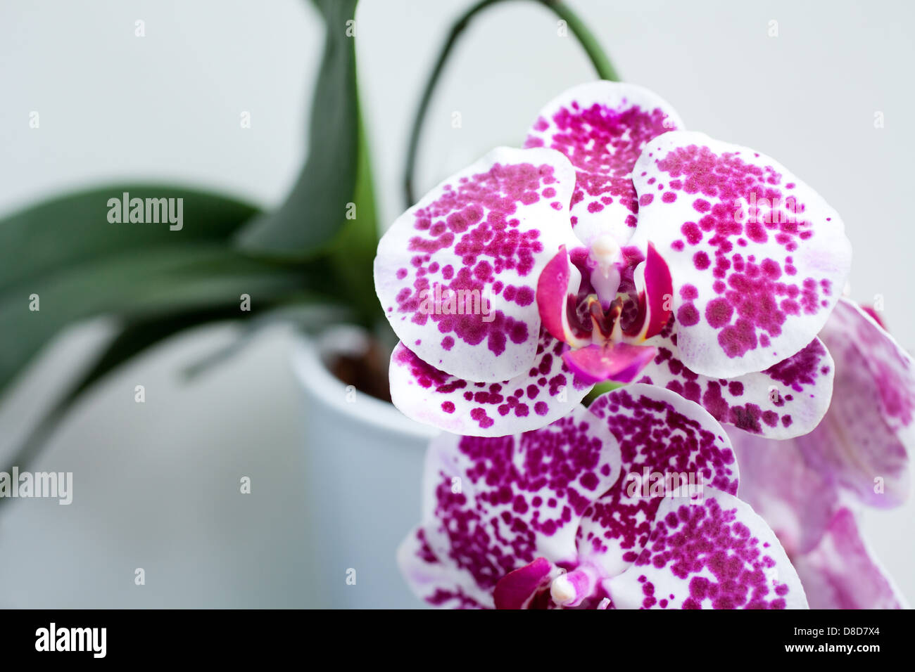 Pink and white Phalaenopsis orchid flower on a white background. Stock Photo