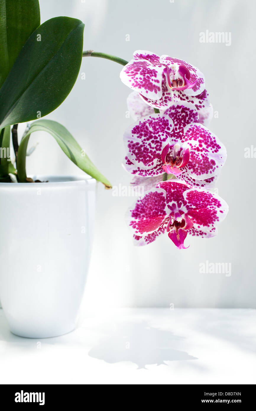 Pink and white Phalaenopsis orchid flower on a white background. Stock Photo