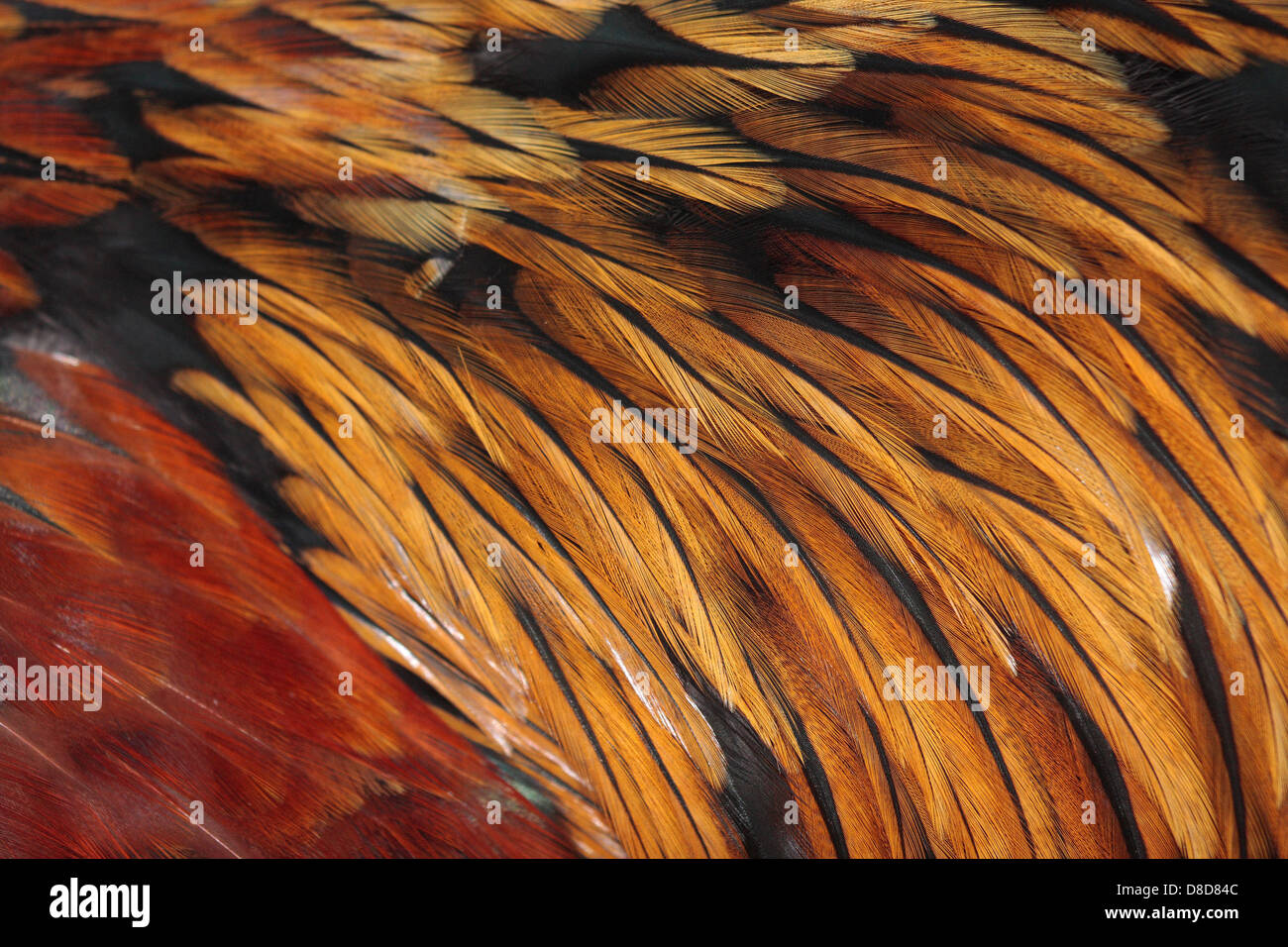 Cockbird hi-res stock photography and images - Alamy