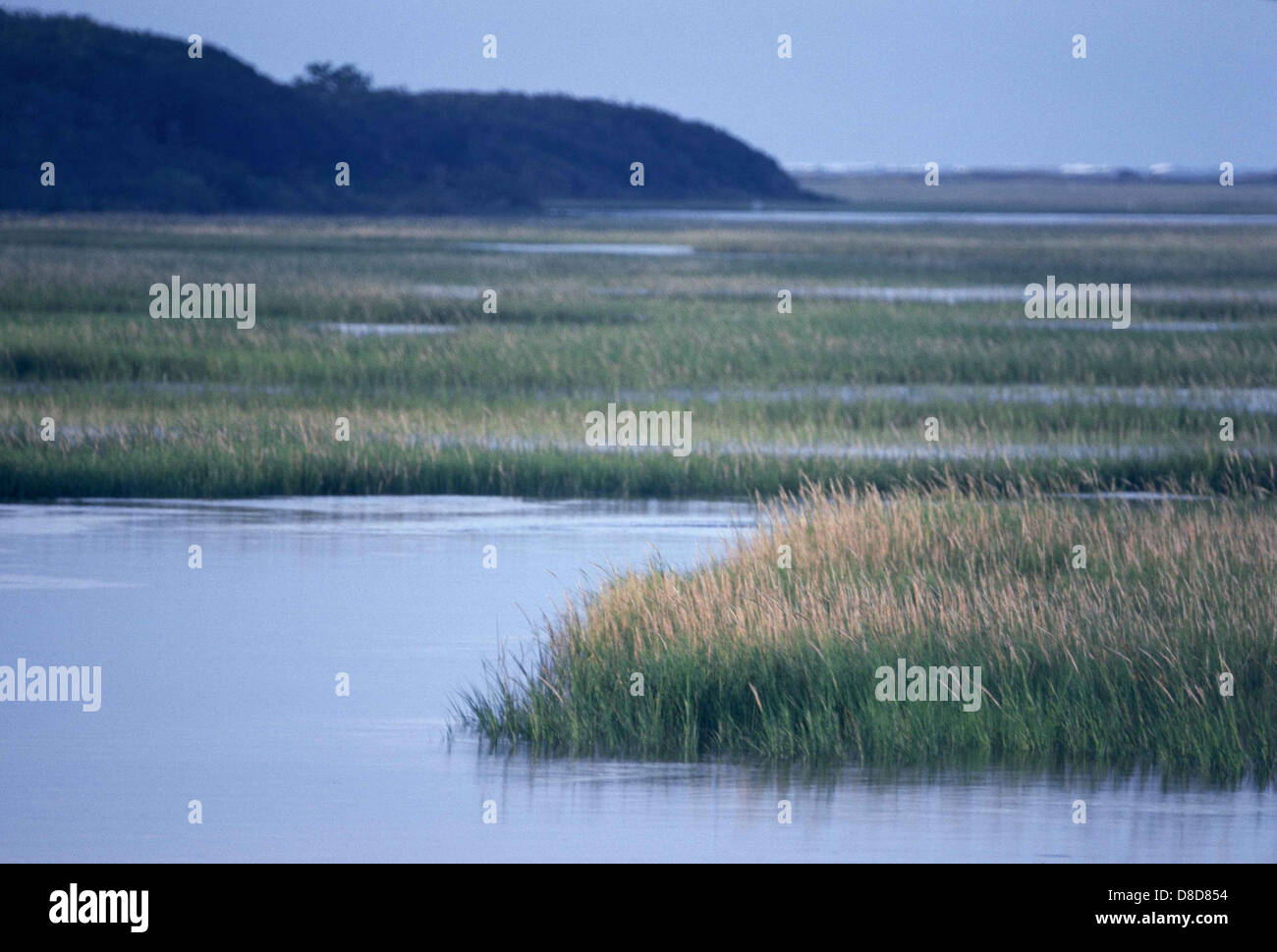 Scenic view of salt marsh wetlands and spartina grass in savanna. Stock Photo