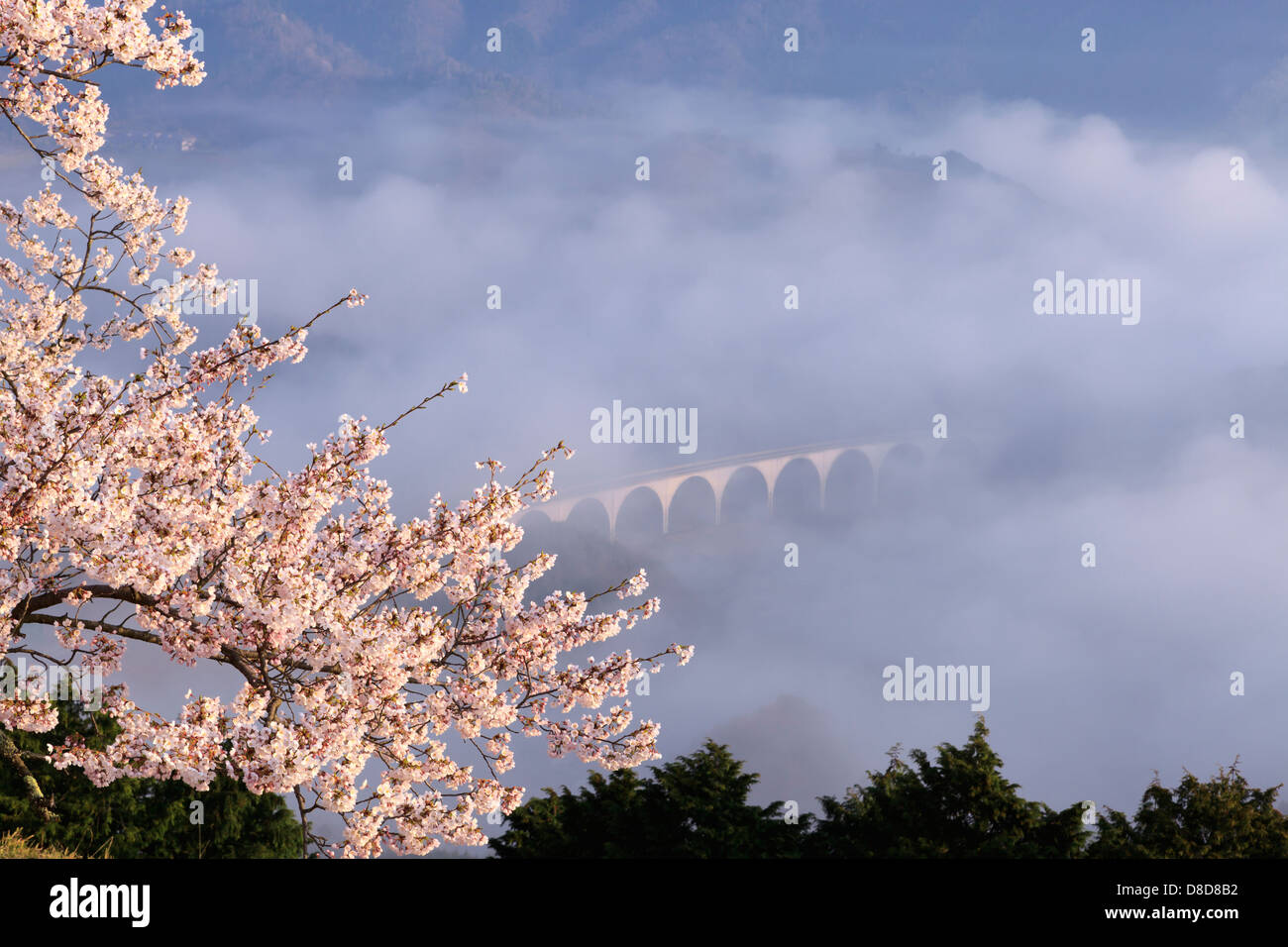 Cherry Blossoms and the sea of clouds Stock Photo