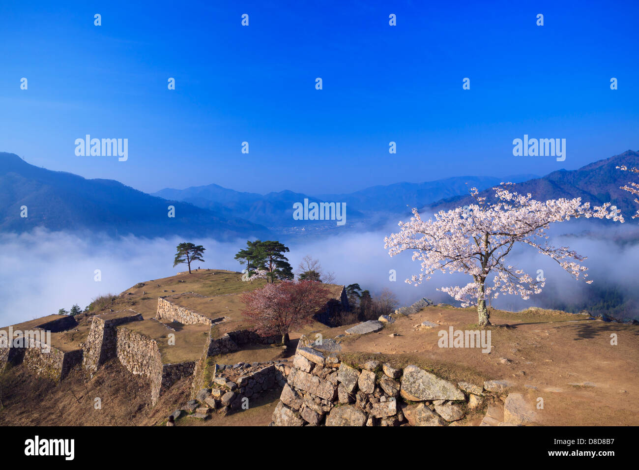 Cherry Blossoms and the sea of clouds Stock Photo - Alamy