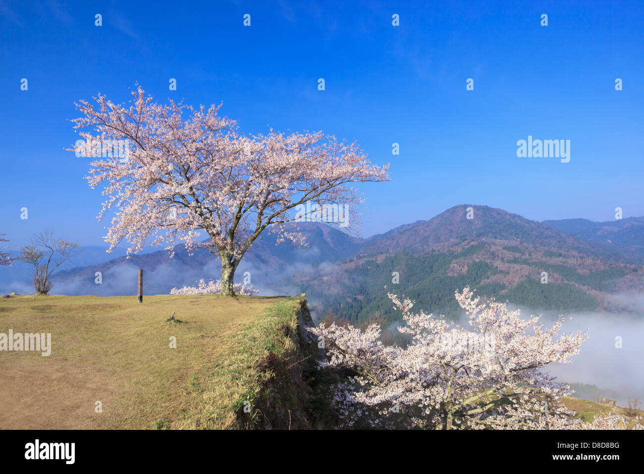 Cherry Blossoms and the sea of clouds Stock Photo - Alamy