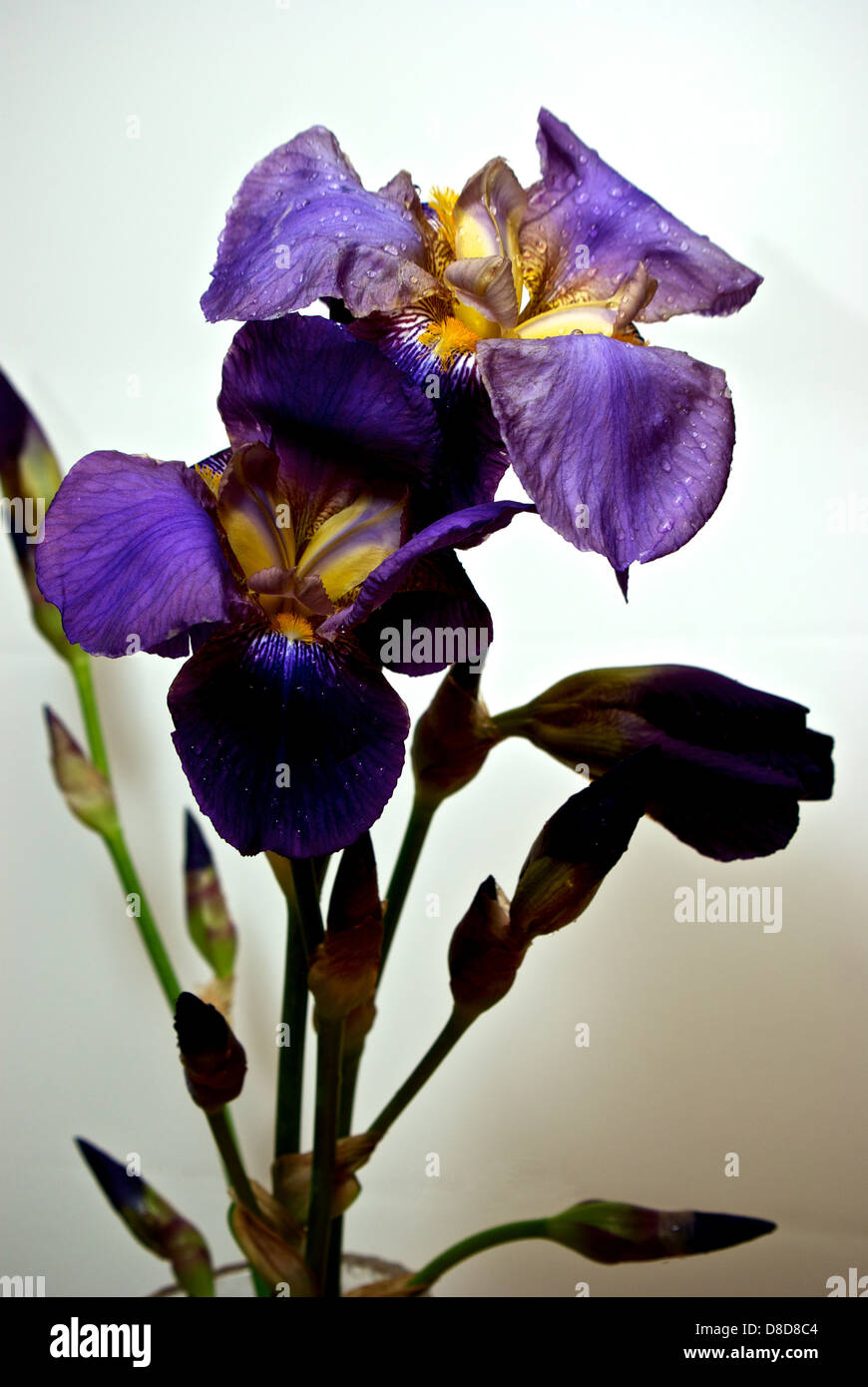 Tall classic purple bearded irises flower bouquet Stock Photo Alamy