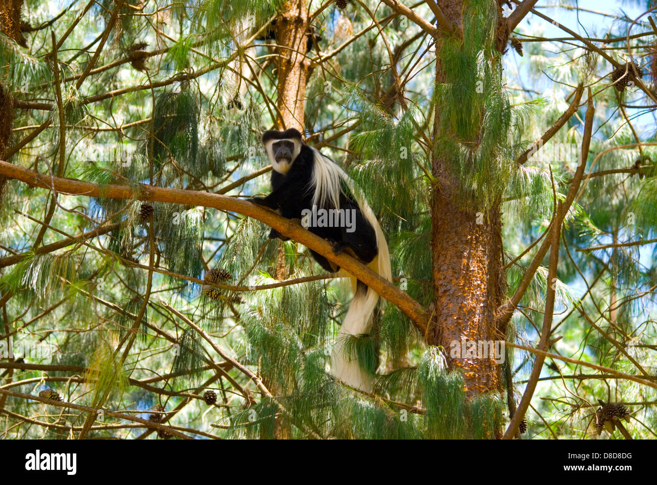 Black and white colobus monkey in pine wood foliage Stock Photo