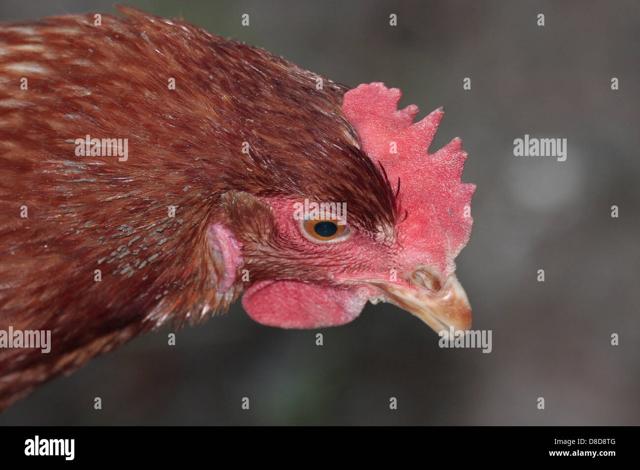 Cockbird hi-res stock photography and images - Alamy