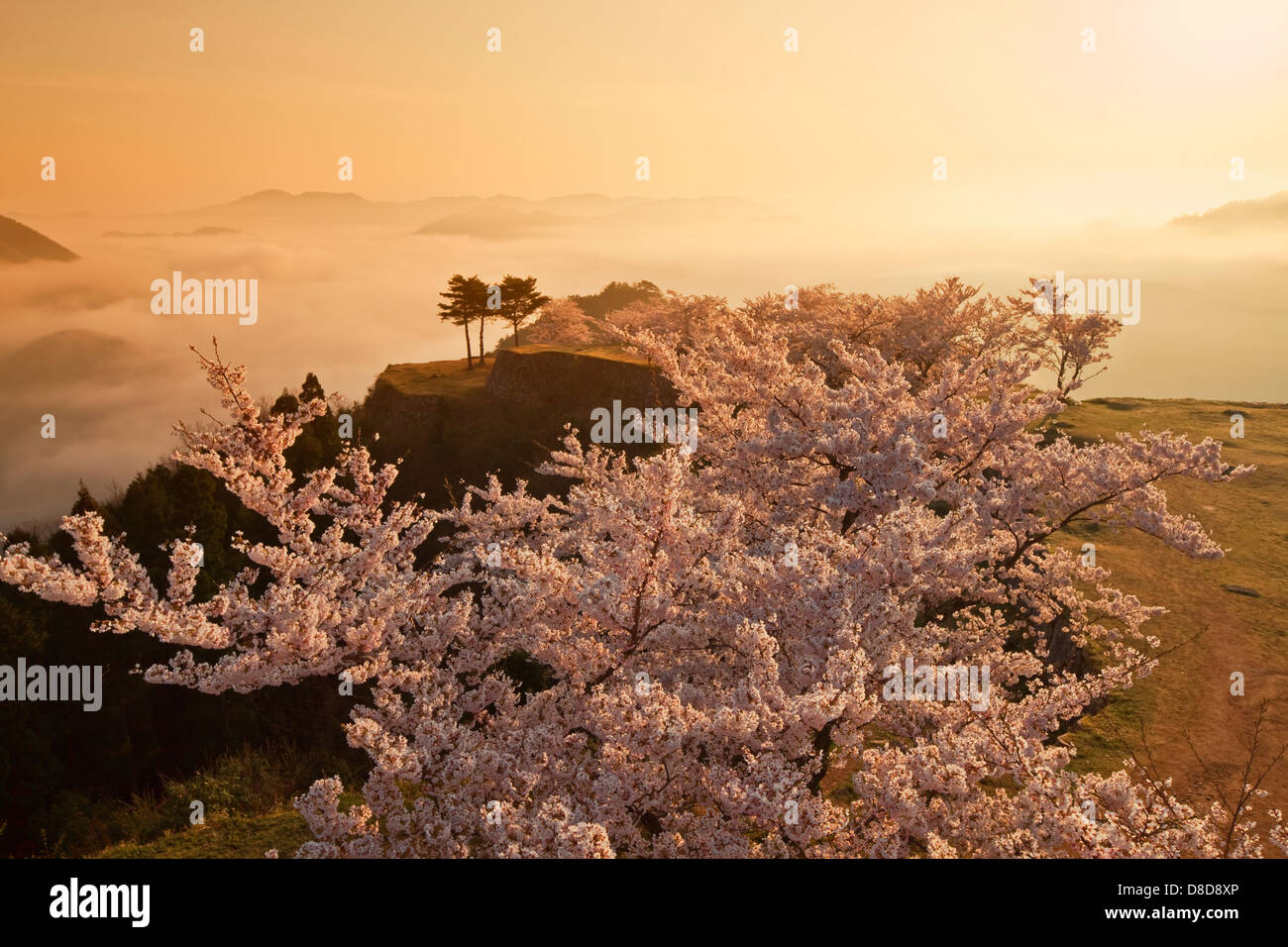 Cherry Blossom and the sea of clouds Stock Photo - Alamy