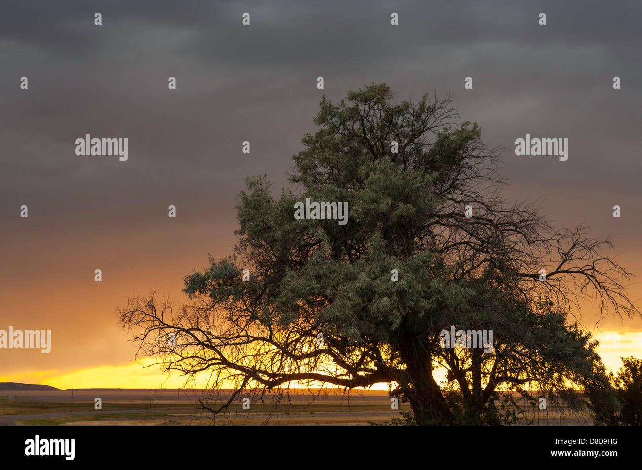 A storm brews over a Russian olive tree north of Great Falls, Mont. Stock Photo