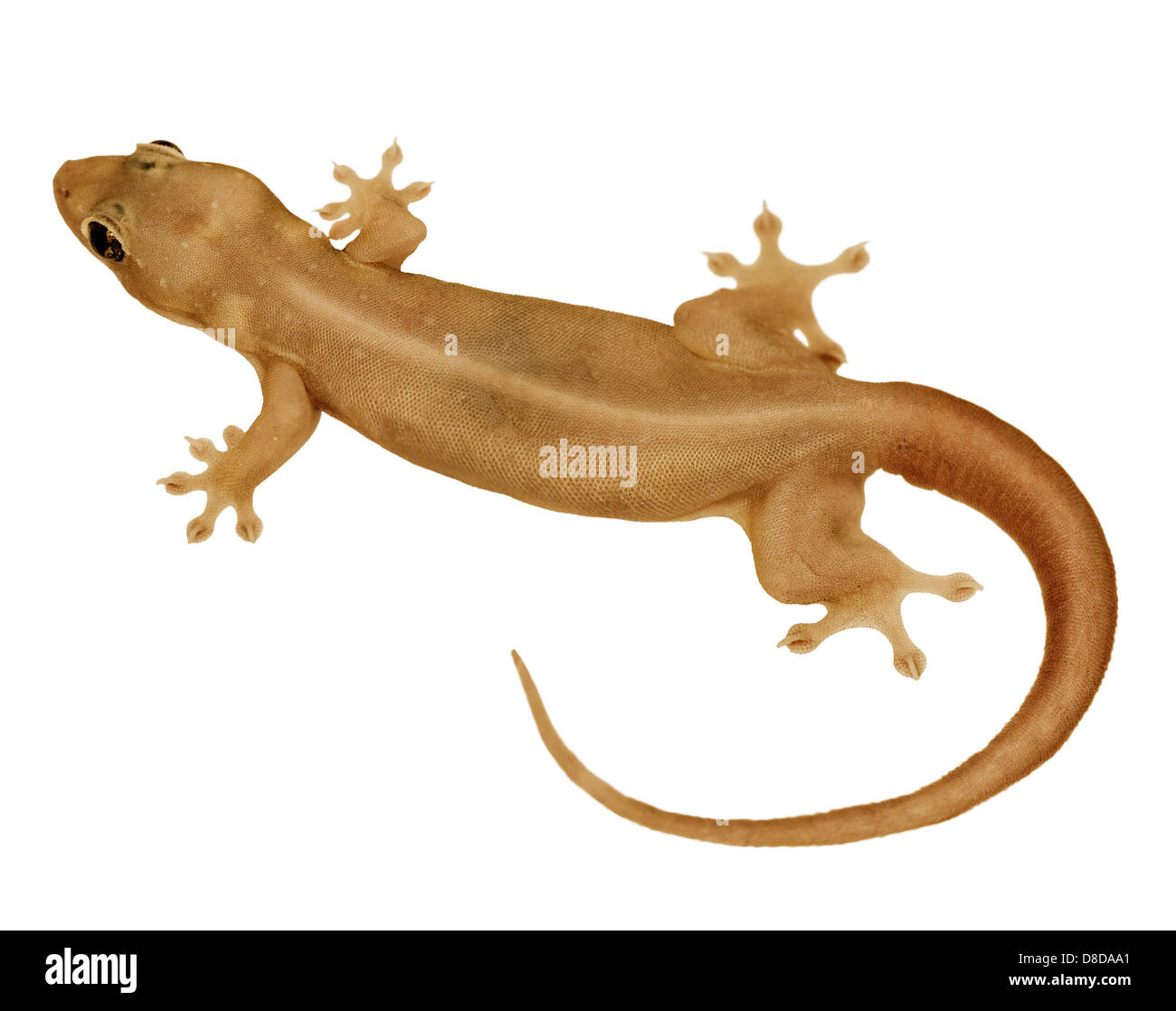 Home Lizards