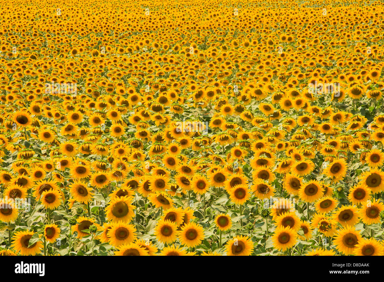 Field with yellow sunflowers, full frame Stock Photo - Alamy
