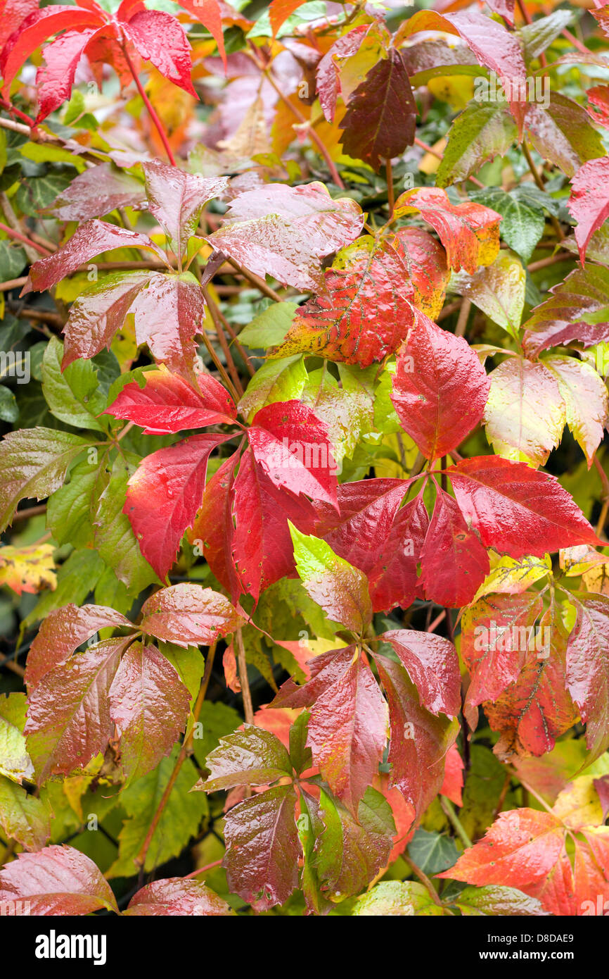 Colorful foliage in autumn Stock Photo