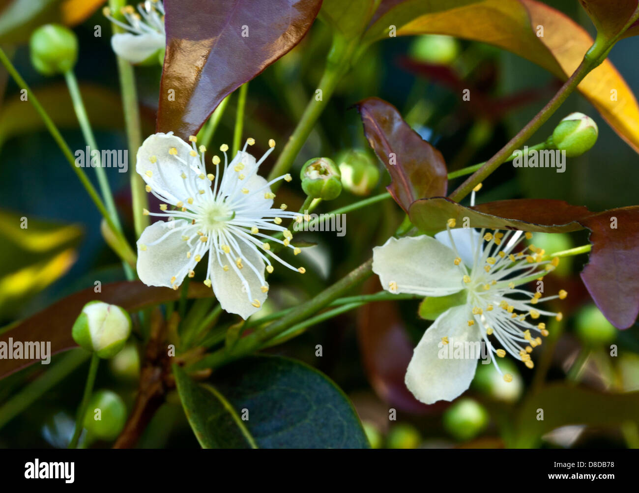 Brazilian cherry flower Stock Photo