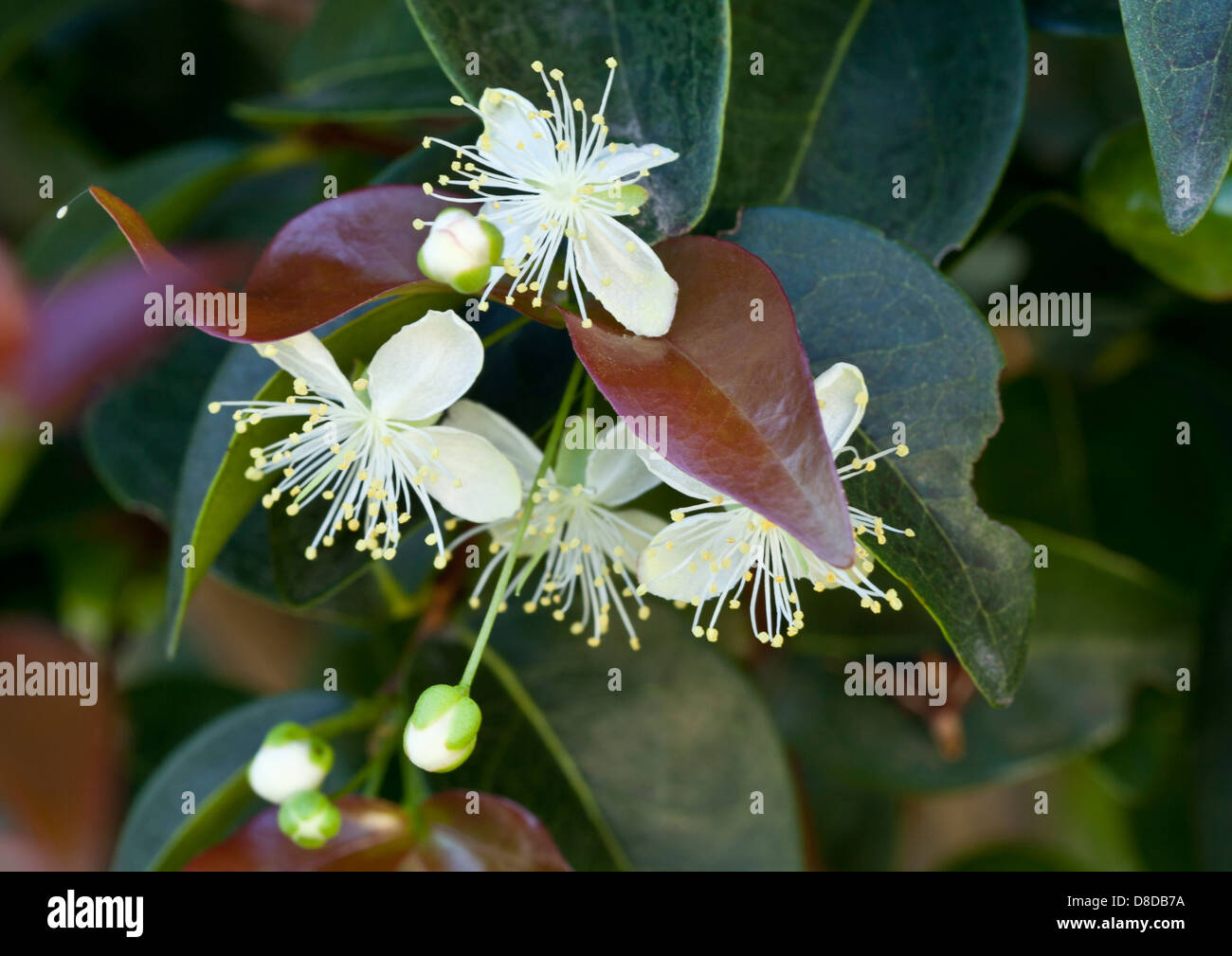 Brazilian cherry flower Stock Photo