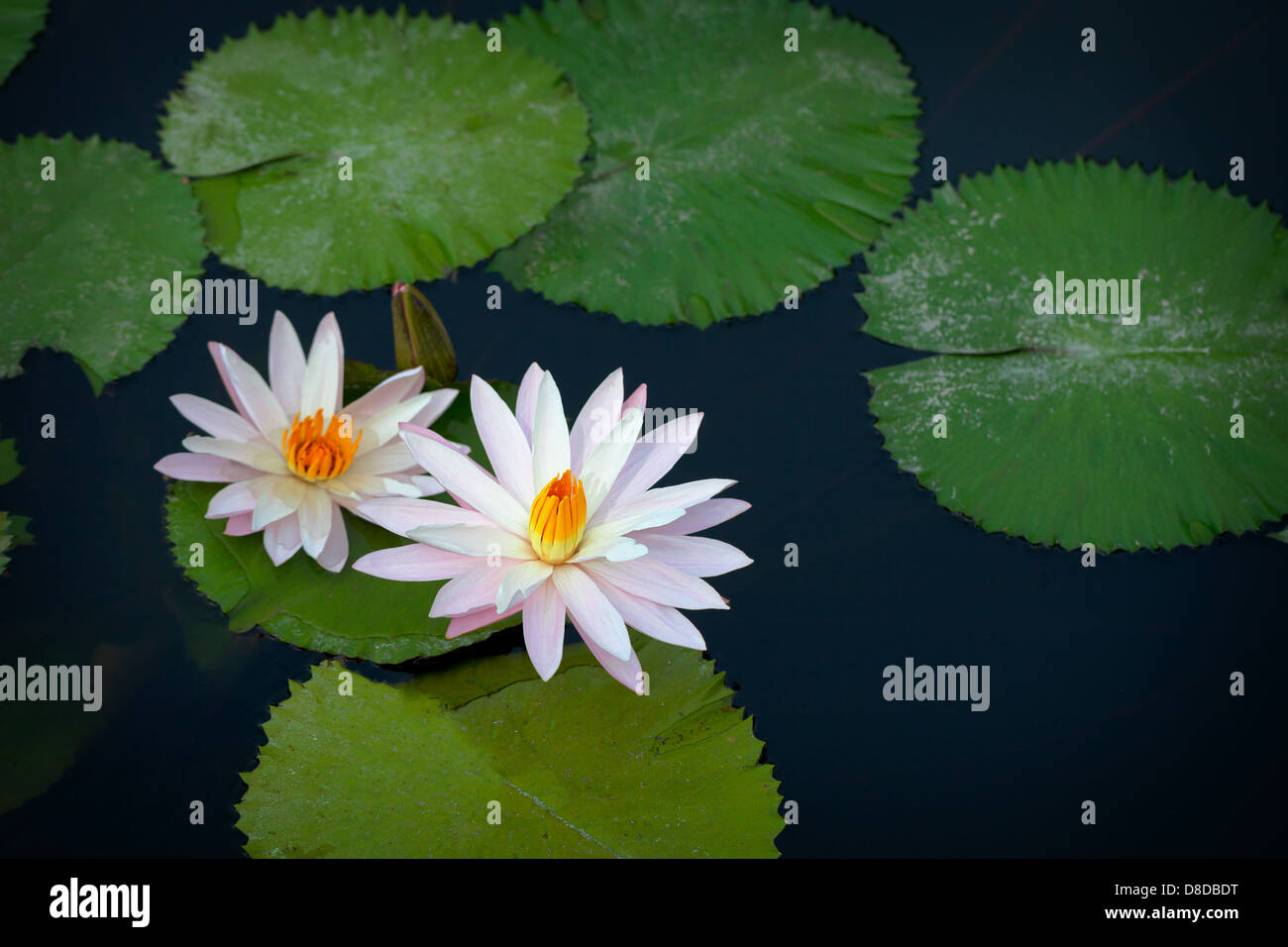 Big pond water lilies hires stock photography and images Alamy