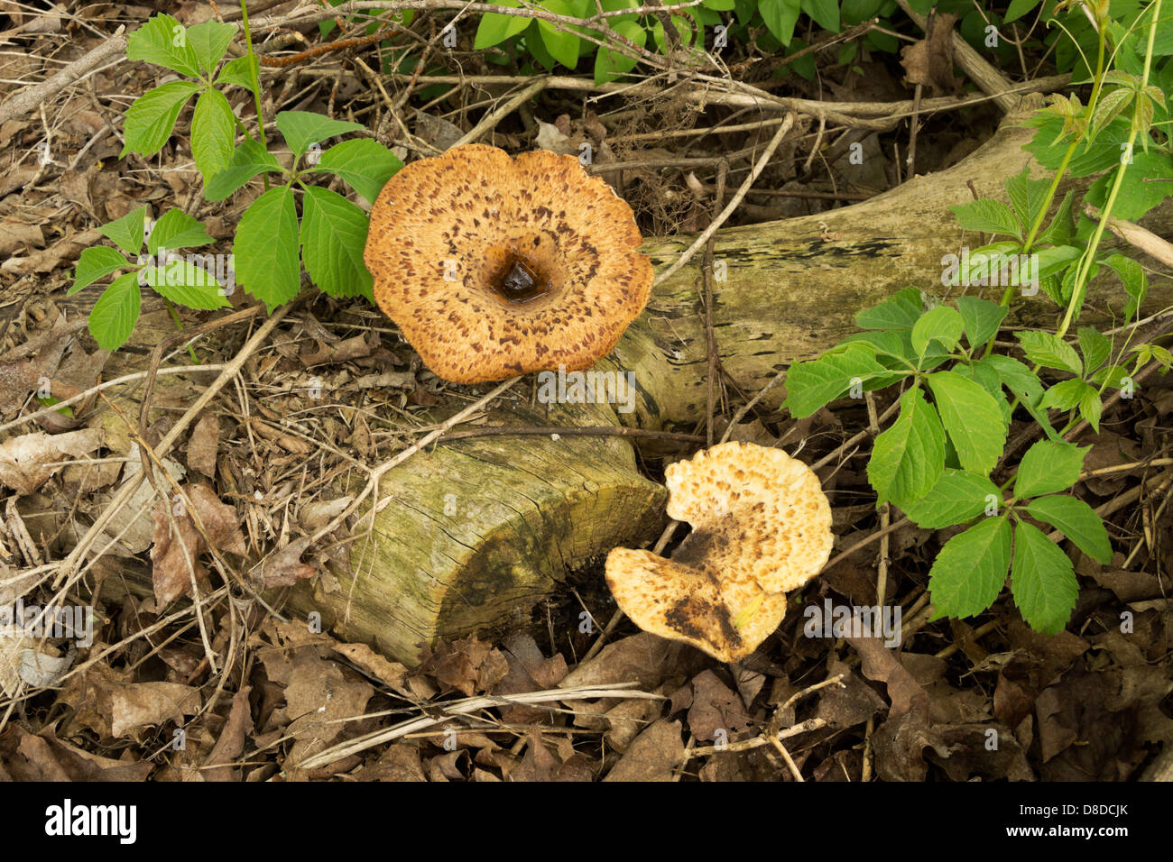 Hawks wing wild edible fungus hires stock photography and images Alamy