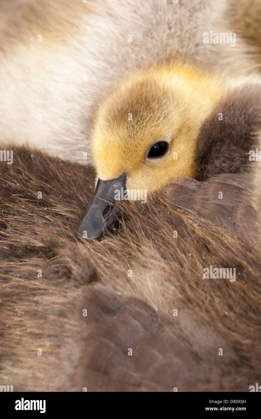 Canada Goose (Branta canadensis) gosling cuddling with downy siblings Stock Photo