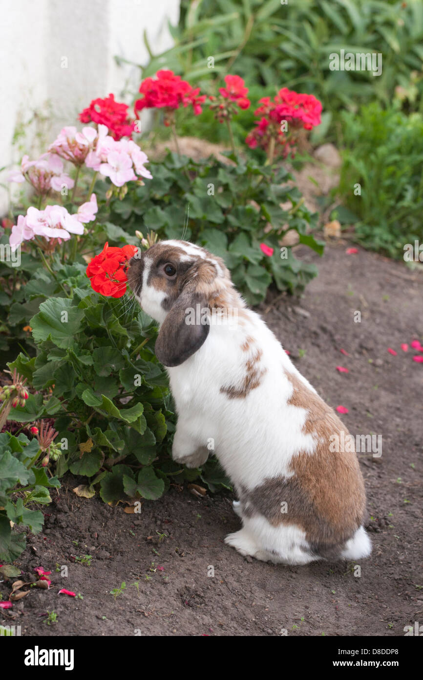 Holland Lop pet rabbit sniffing geraniums in garden Stock Photo