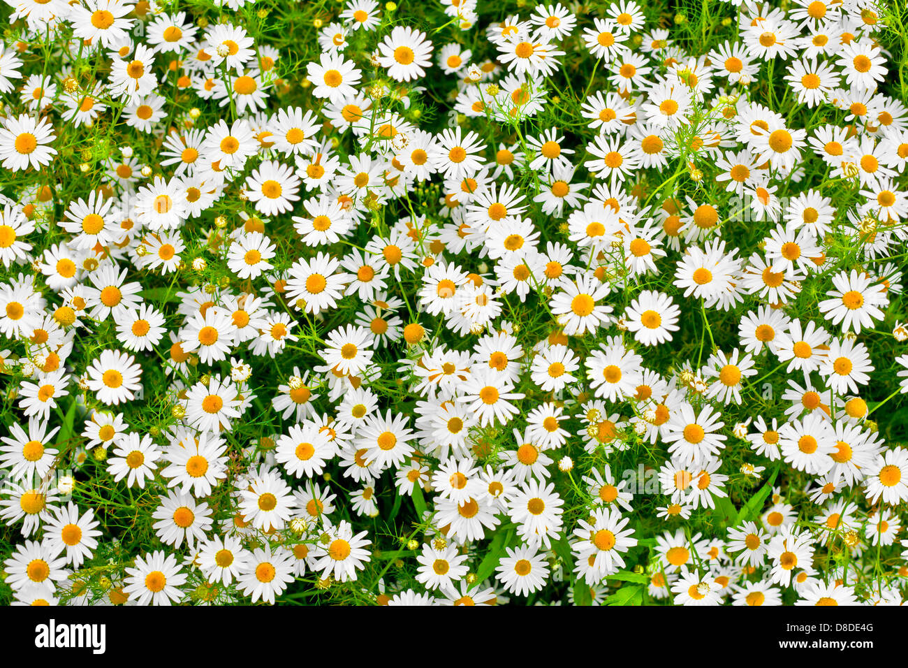camomile daisy meadow background Stock Photo