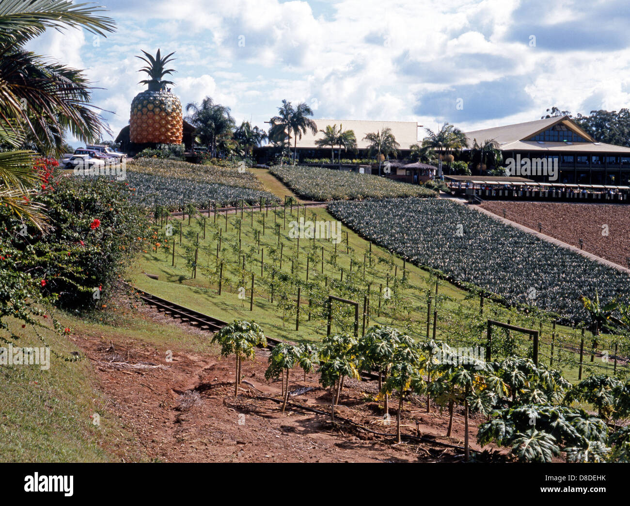 Pineapple Plantation, Nambour, Sunshine Coast, Federal Division of Fairfax, Queensland