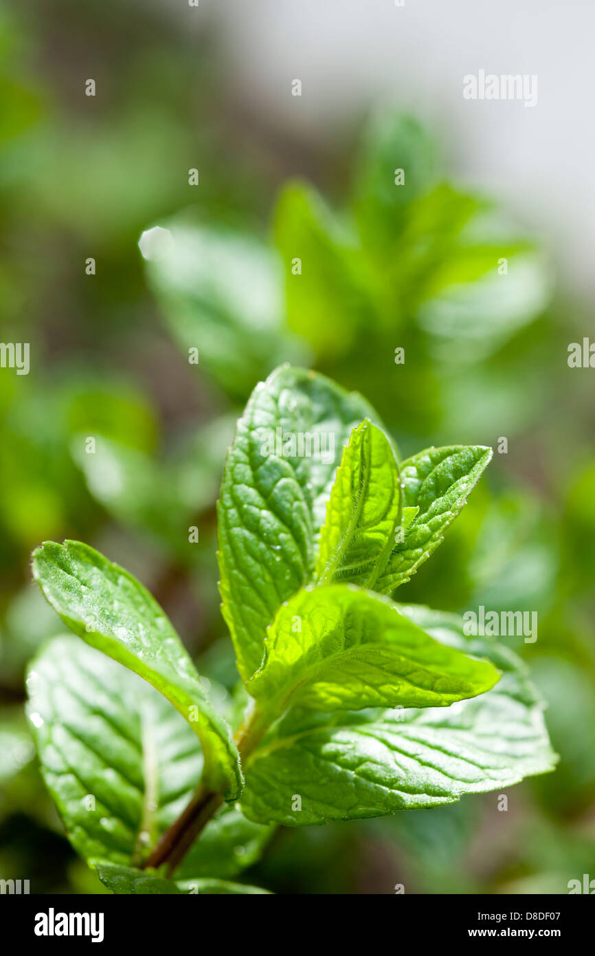 vegetated new peppermint with fresh green leaves Stock Photo