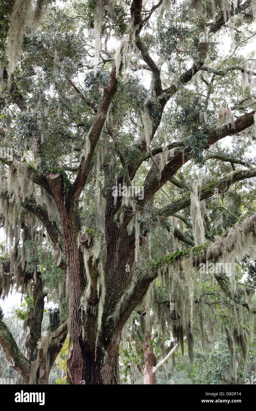 Spanish moss on a live oak in the southern states of the USA Stock