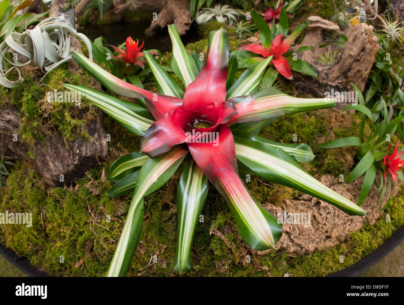 Bromelia neoregelia hi-res stock photography and images - Alamy