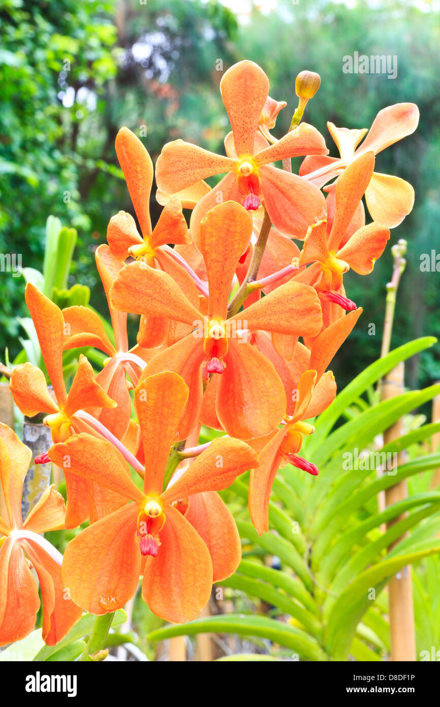 Blossom orange vanda orchids in the garden. Stock Photo