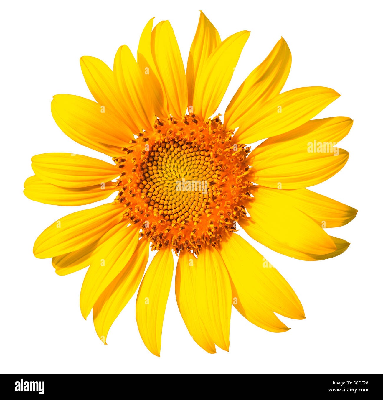 Isolated yellow sunflower on the white background Stock Photo - Alamy