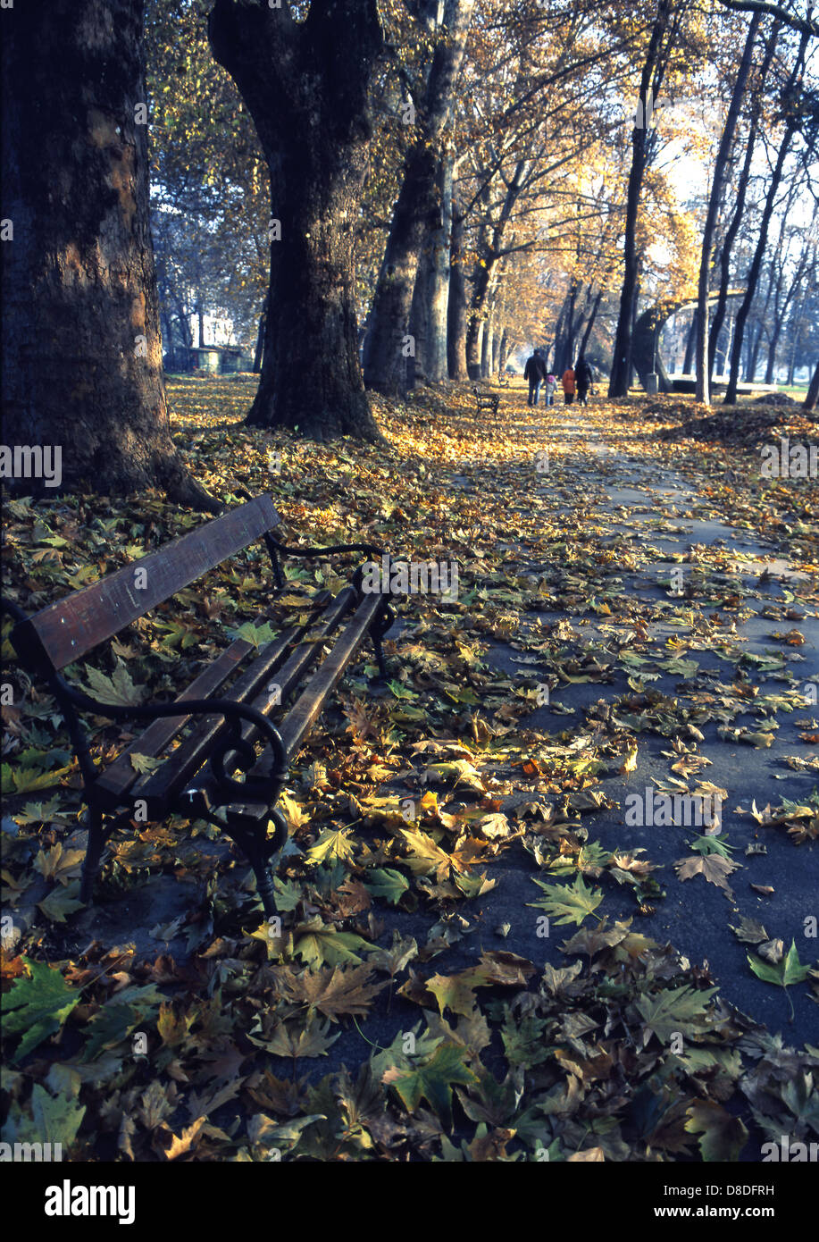 Bench in a park in autumn Stock Photo