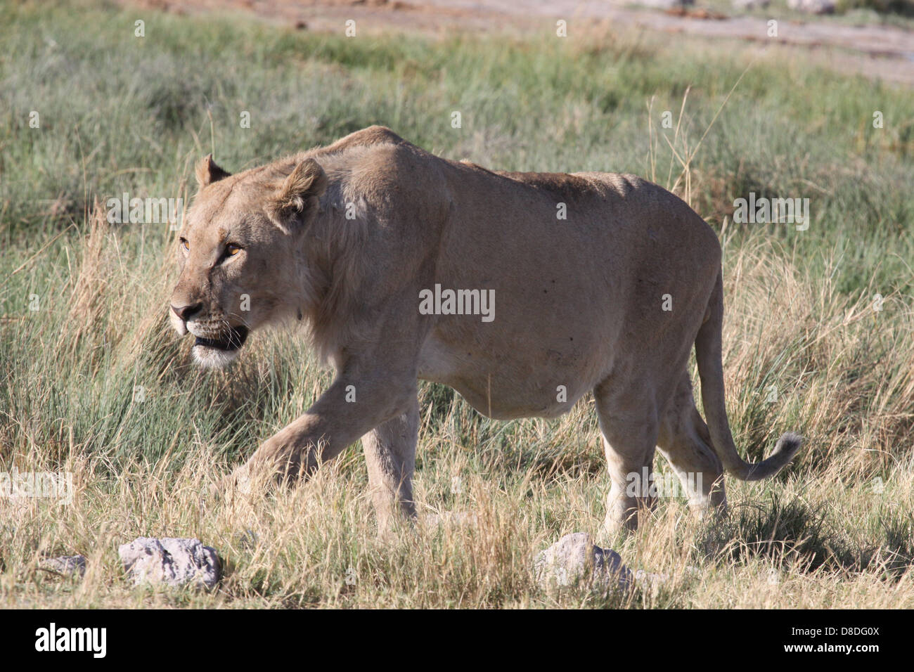 Female lion hunting in Etosha National Park, Namibia, south Africa Stock Photo