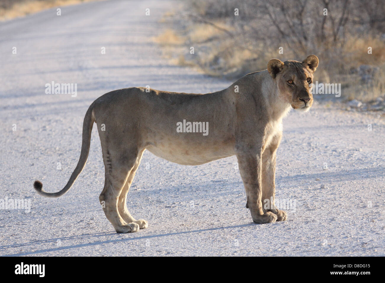 Female lion on gravel road in Etosha National Park, Namibia, south Africa Stock Photo