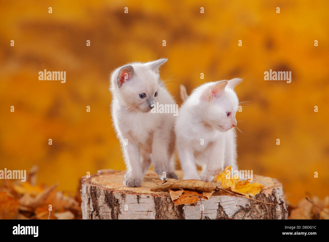 Orange siamese cheap kitten