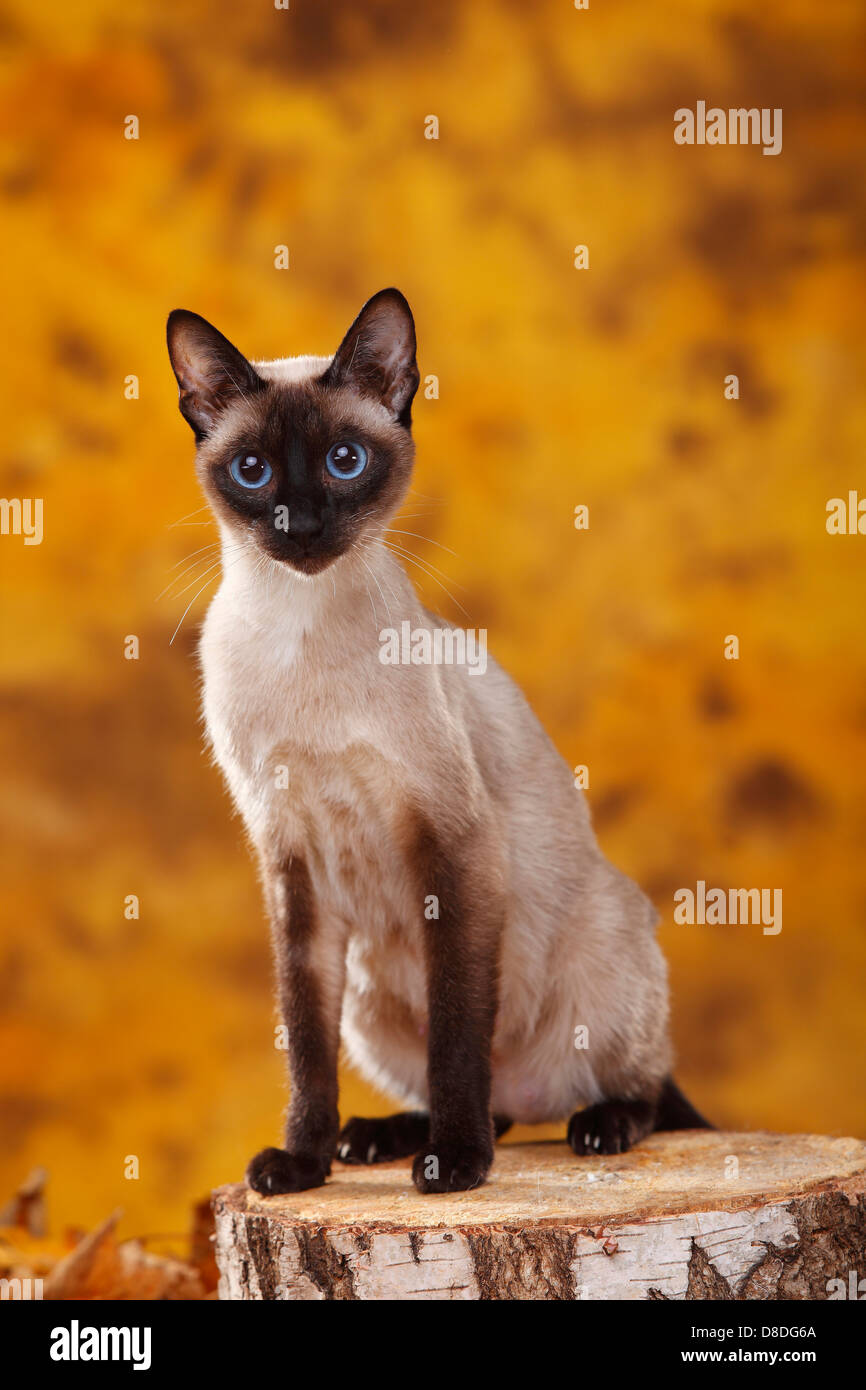 Classic Siamese Cat, seal-point |Siamkatze alter Typ, seal-point / Thaikatze,  Siamesin Stock Photo - Alamy