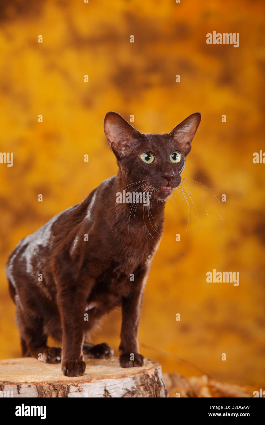 Oriental Shorthair Cat, havana / chocolate |Orientalisch Kurzhaarkatze,  Havanna / OKH, Orientalisch Kurzhaar, chocolate Stock Photo - Alamy
