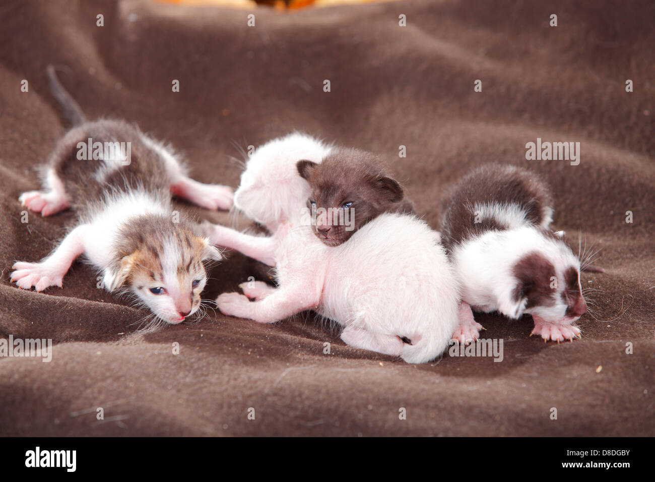 Oriental Shorthair Cats, with kittens, 7 days |Orientalisch Kurzhaarkatzen, Kaetzchen, 7 Tage / OKH, Orientalisch Kurzhaar Stock Photo