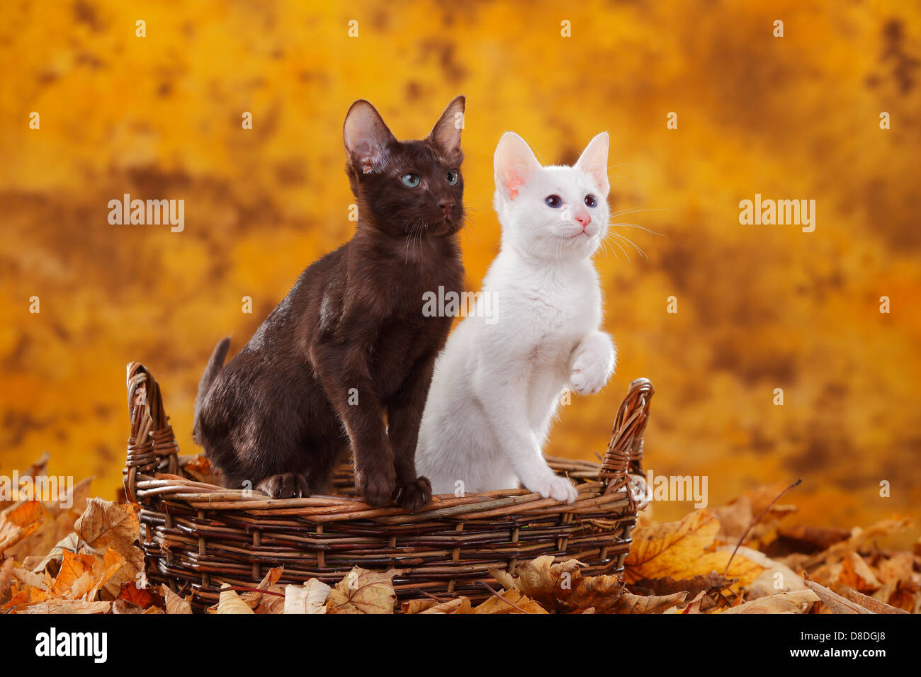Oriental Shorthair Cat Havana And Classic Siamese Cat Foreign