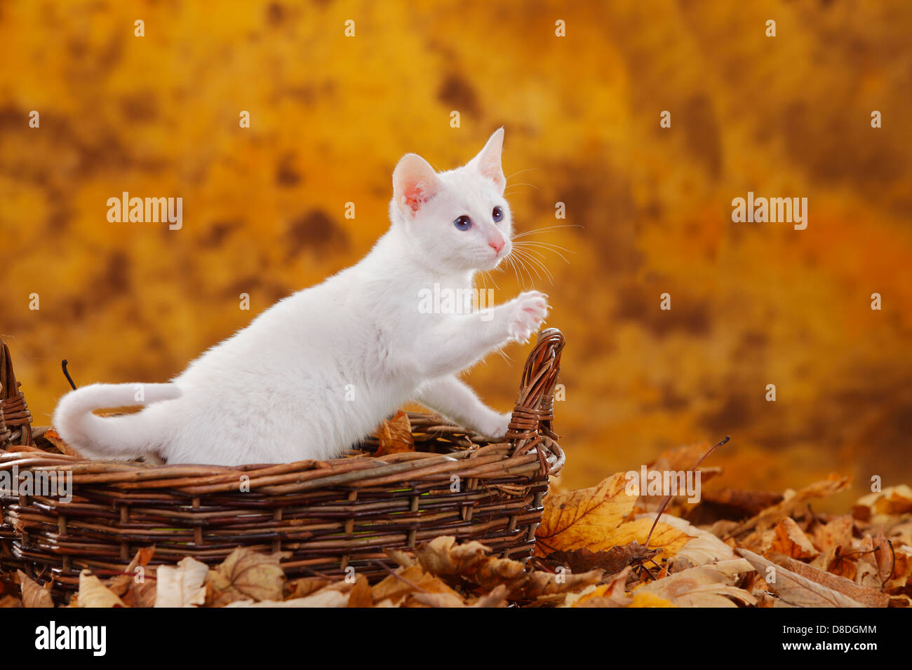 Classic Siamese Cat, foreign white / basket, claws visible Stock Photo