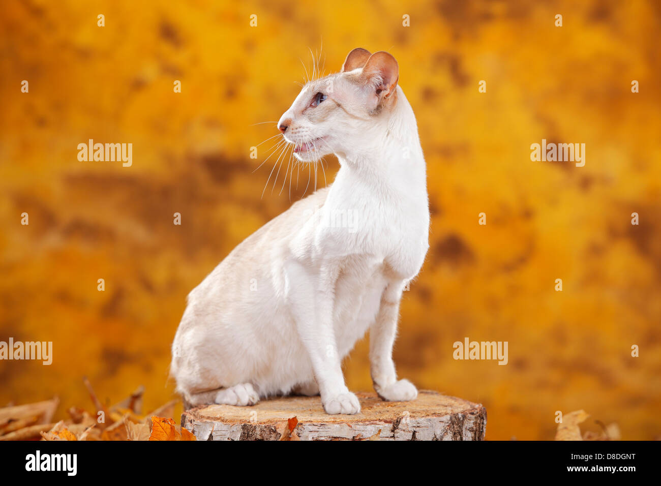 Siamese Cat, lilac-tabby-point-white |Siamkatze, lilac-tabby-point-white /  Siamesin Stock Photo - Alamy