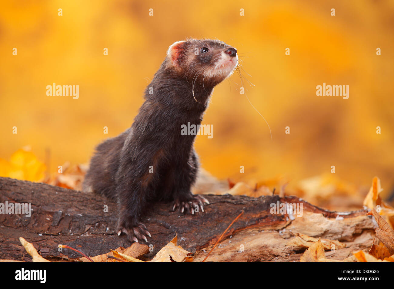 Ferret / (Mustela putorius forma domestica) / autumn foliage |Frettchen / (Mustela putorius forma domestica) / Herbstlaub Stock Photo