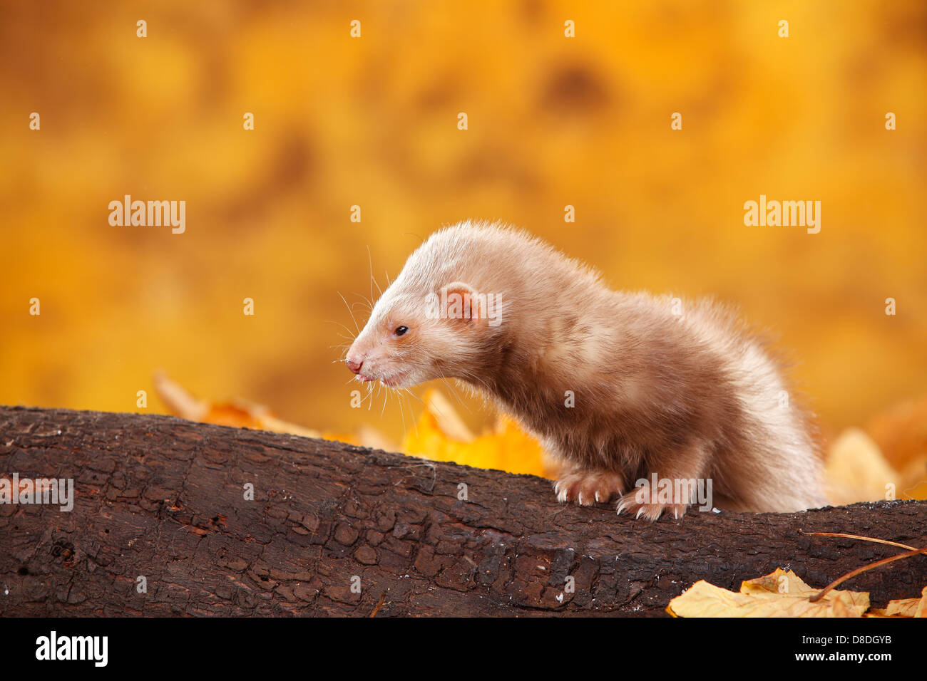 Ferret / (Mustela putorius forma domestica) / autumn foliage |Frettchen / (Mustela putorius forma domestica) / Herbstlaub Stock Photo