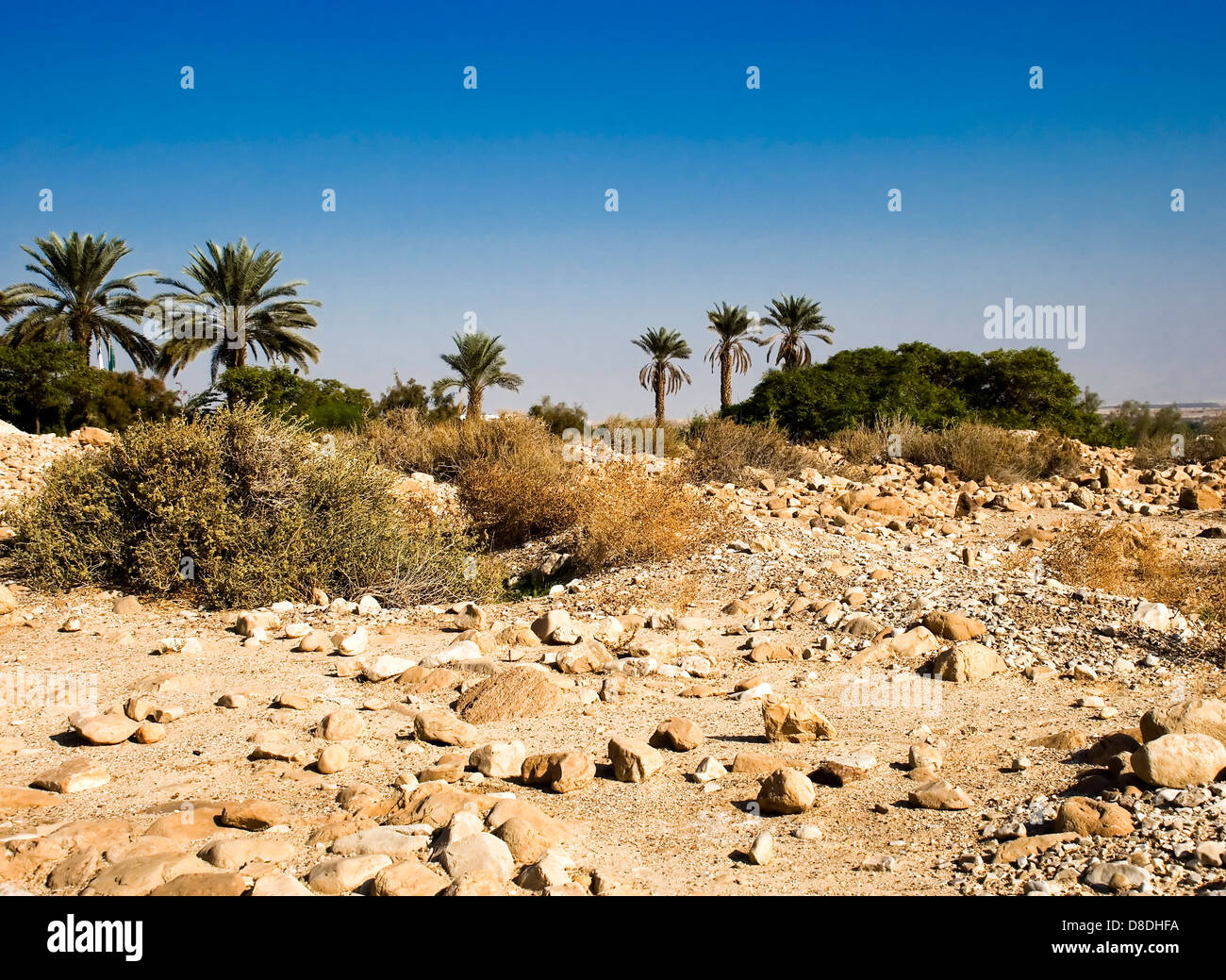 Oasis in the desert Stock Photo