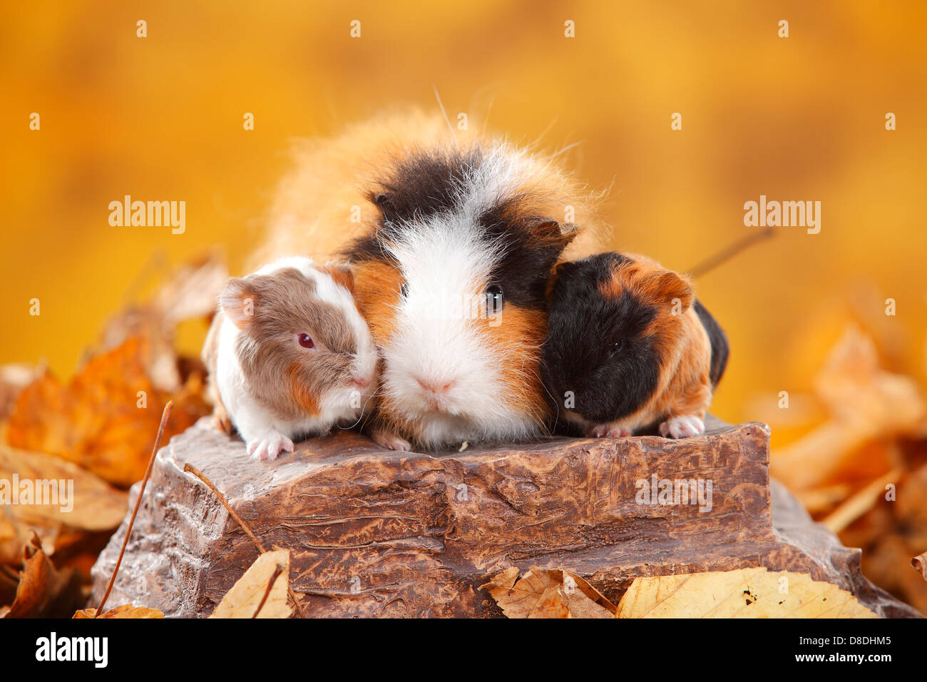 CH Teddy Guinea Pigs, female with youngs, tortie-white and slateblue-gold-white / Swiss Teddy Guinea Pig Stock Photo