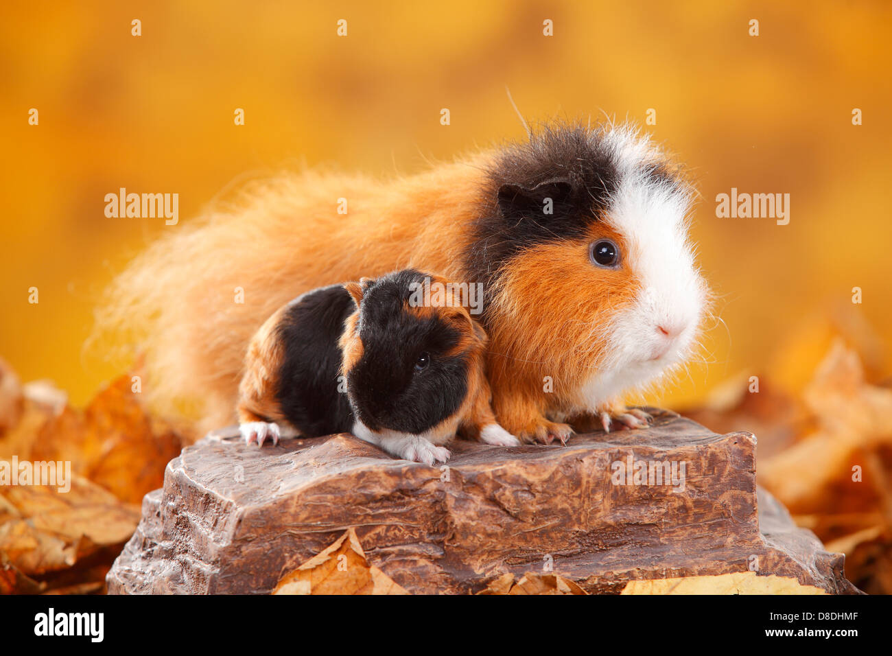 CH Teddy Guinea Pigs, female with young, tortie-white / Swiss Teddy Guinea Pig Stock Photo