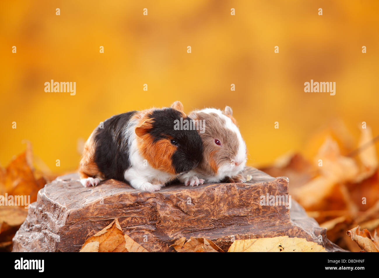 CH Teddy Guinea Pigs, youngs, tortie-white and slateblue-gold-white / Swiss Teddy Guinea Pig Stock Photo