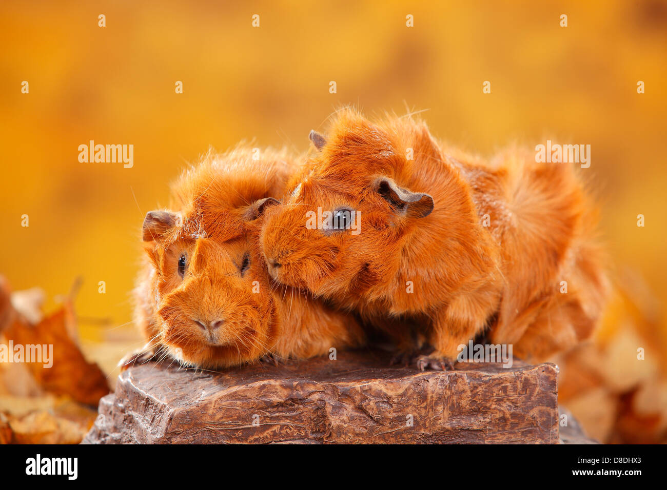 Abyssinian Guinea Pigs, red |Rosetten-Meerschweinchen, rot / Rosettenmeerschweinchen Stock Photo