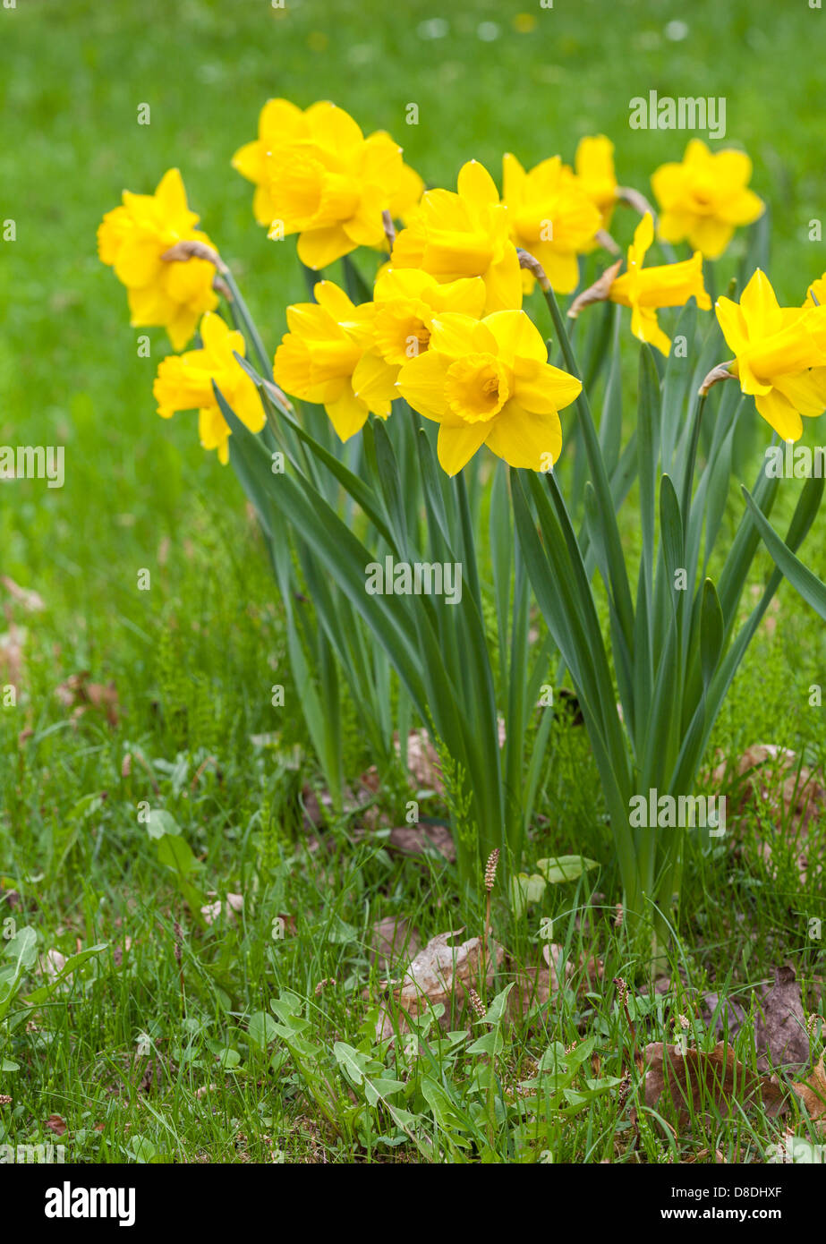 Yellow daffodils Stock Photo